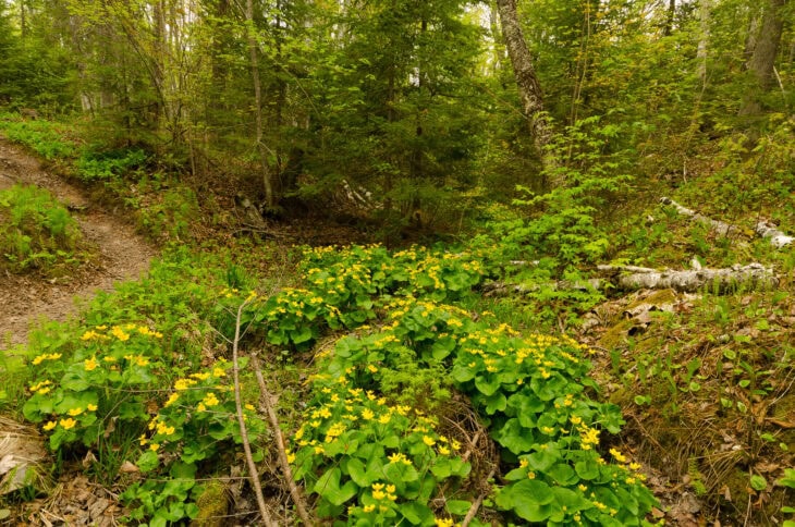 Marsh Marigold - Caltha palustris