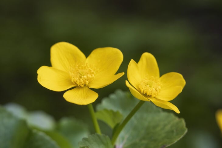 Marsh Marigold - Caltha palustris