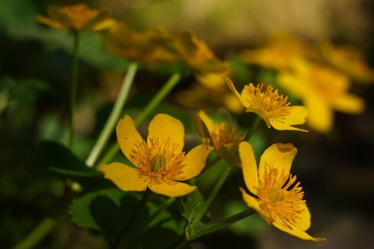 Marsh Marigold - Caltha palustris