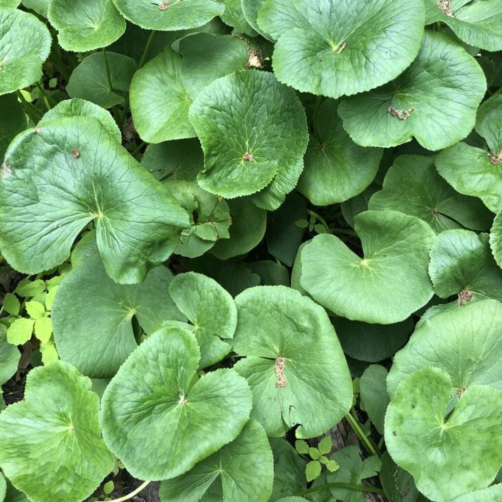 Marsh Marigold - Caltha palustris