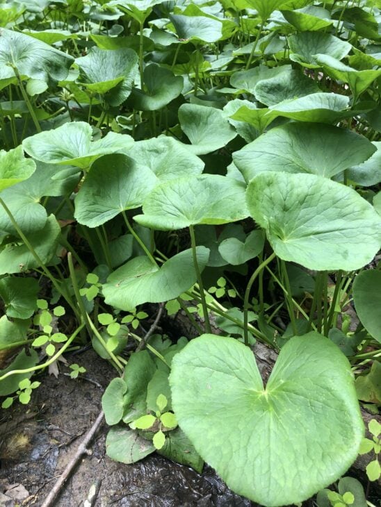 Marsh Marigold - Caltha palustris