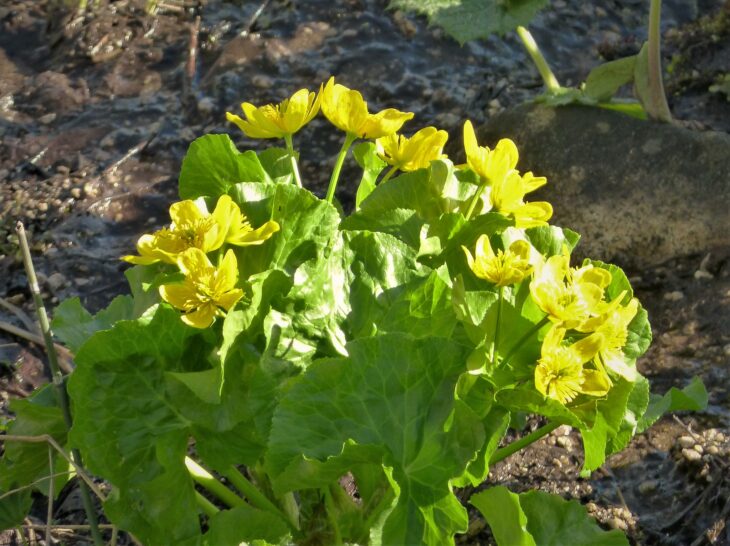Marsh Marigold - Caltha palustris