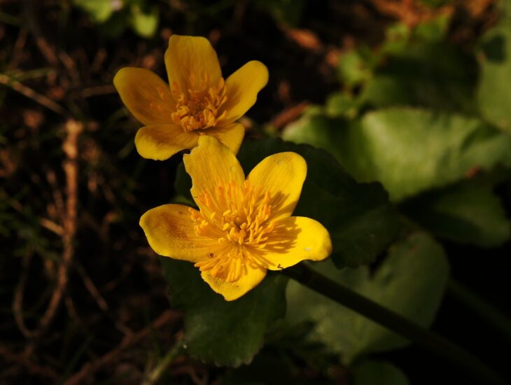 Marsh Marigold - Caltha palustris
