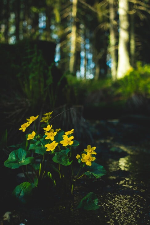 Marsh Marigold - Caltha palustris