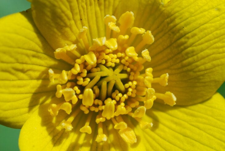 Marsh Marigold - Caltha palustris