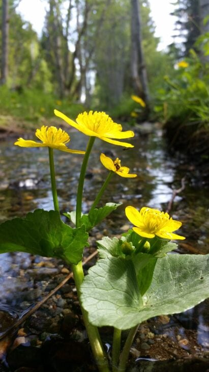 Marsh Marigold - Caltha palustris