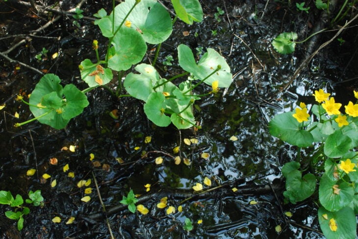 Marsh Marigold - Caltha palustris