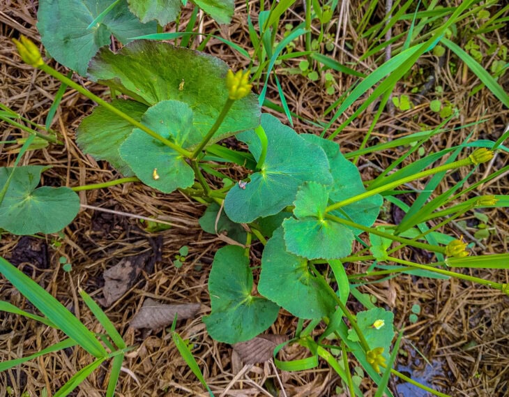 Marsh Marigold - Caltha palustris