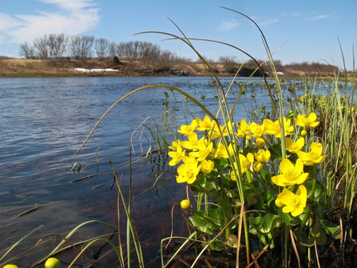 Marsh Marigold - Caltha palustris