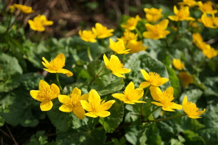 Marsh Marigold - Caltha palustris