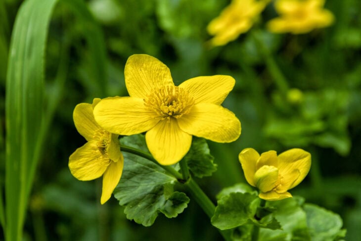 Marsh Marigold - Caltha palustris