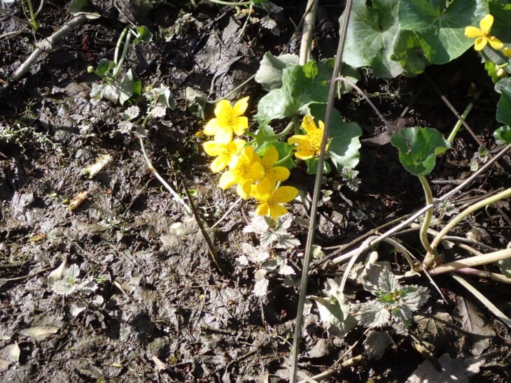 Marsh Marigold - Caltha palustris