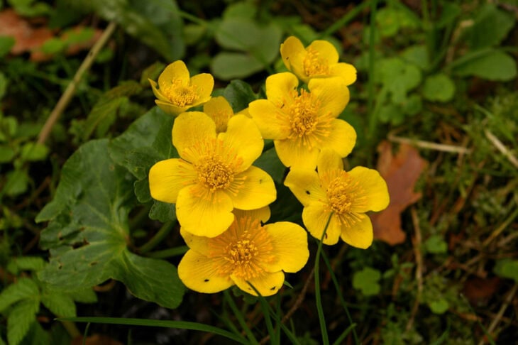 Marsh Marigold - Caltha palustris