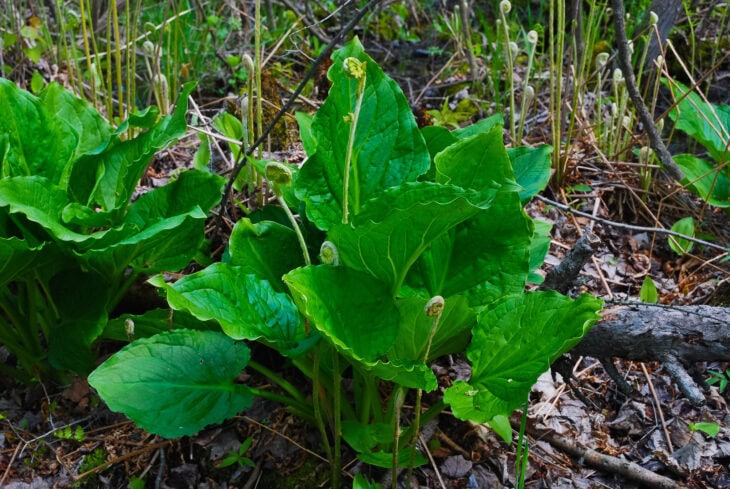 Marsh Marigold - Caltha palustris