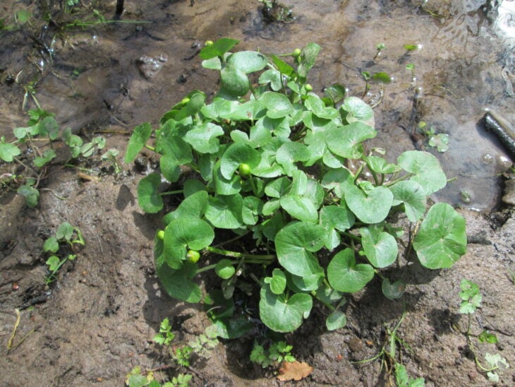 Marsh Marigold - Caltha palustris