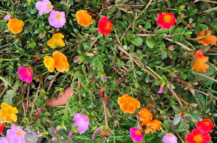 Moss Rose - Portulaca grandiflora