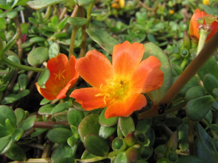 Moss Rose - Portulaca grandiflora