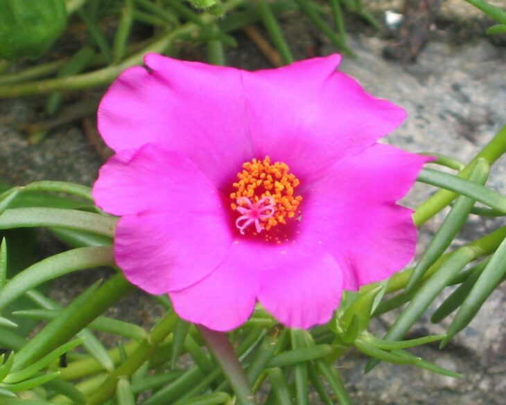 Moss Rose - Portulaca grandiflora