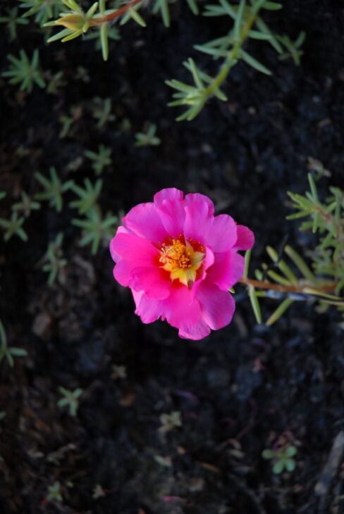 Moss Rose - Portulaca grandiflora