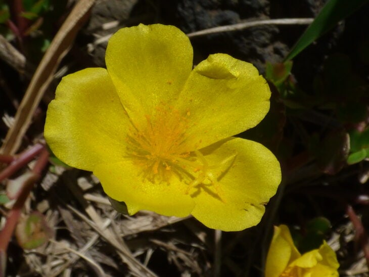 Moss Rose - Portulaca grandiflora