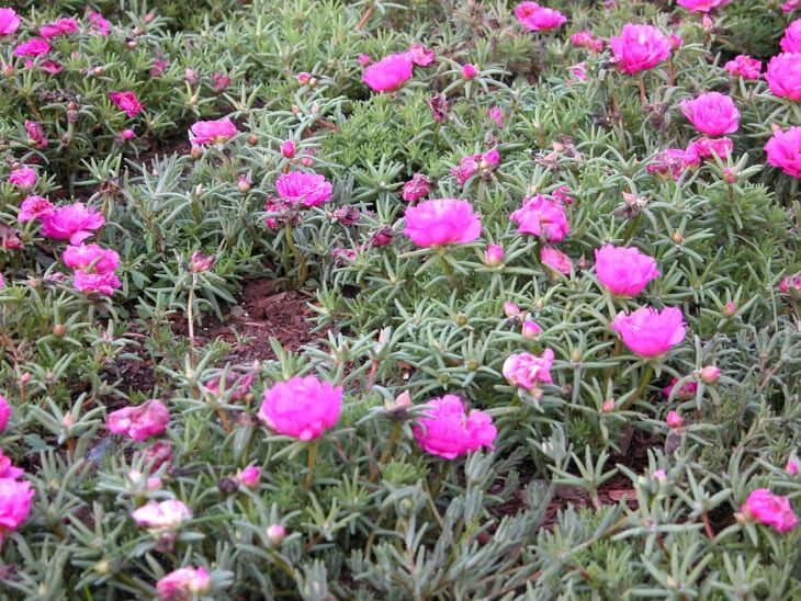 Moss Rose - Portulaca grandiflora