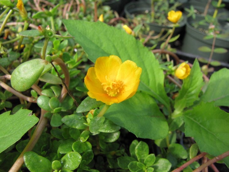 Moss Rose - Portulaca grandiflora