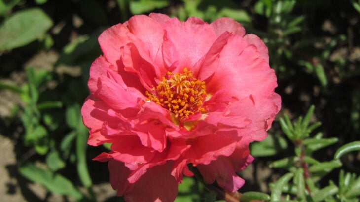 Moss Rose - Portulaca grandiflora