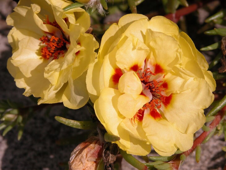 Moss Rose - Portulaca grandiflora