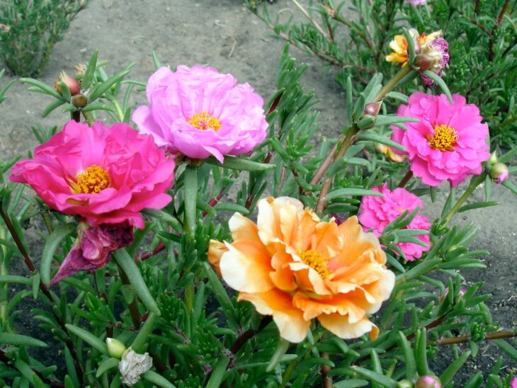 Moss Rose - Portulaca grandiflora