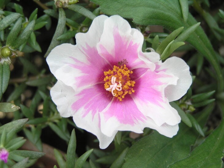 Moss Rose - Portulaca grandiflora