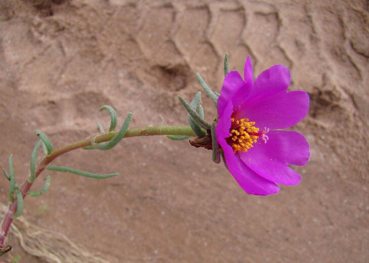Moss Rose - Portulaca grandiflora