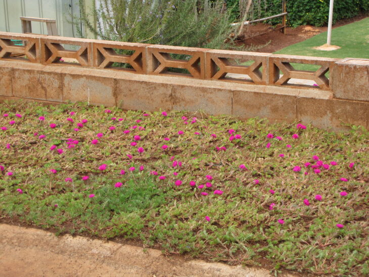 Moss Rose - Portulaca grandiflora