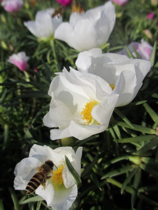 Moss Rose - Portulaca grandiflora