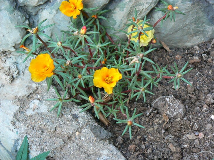 Moss Rose - Portulaca grandiflora