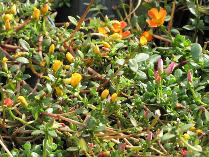 Moss Rose - Portulaca grandiflora