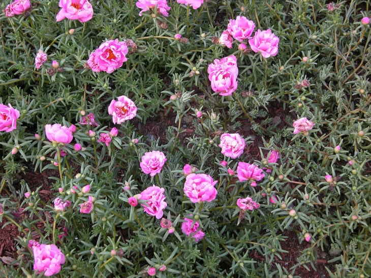 Moss Rose - Portulaca grandiflora