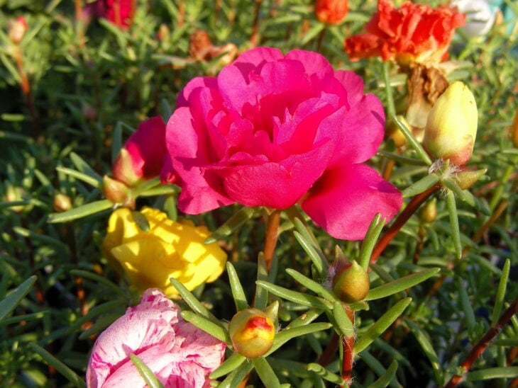 Moss Rose - Portulaca grandiflora