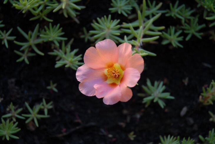 Moss Rose - Portulaca grandiflora