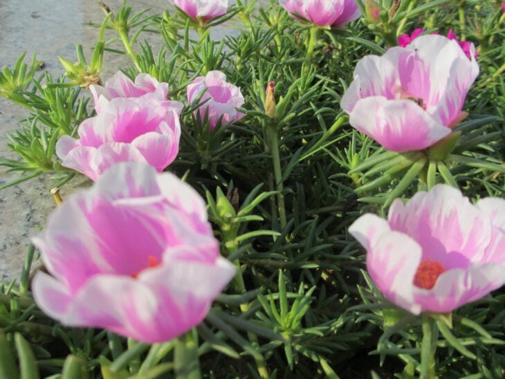 Moss Rose - Portulaca grandiflora