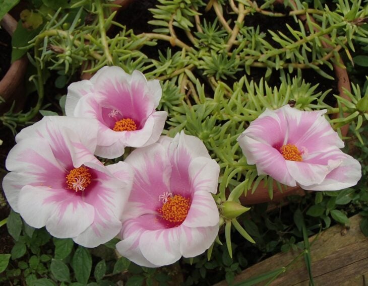 Moss Rose - Portulaca grandiflora