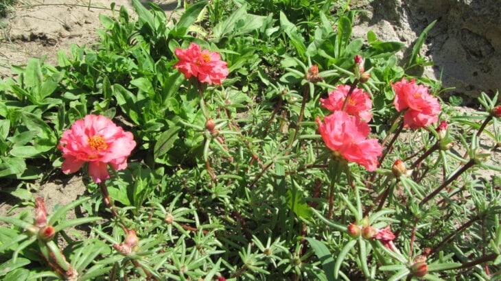 Moss Rose - Portulaca grandiflora