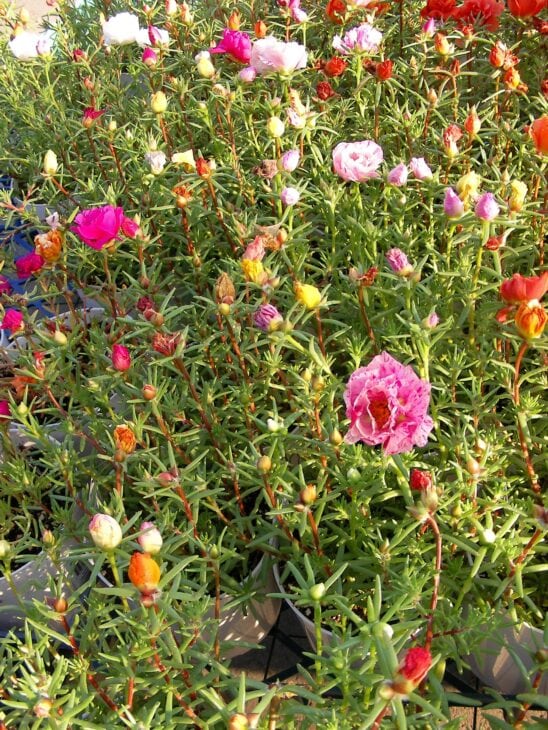 Moss Rose - Portulaca grandiflora
