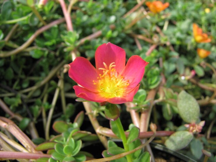 Moss Rose - Portulaca grandiflora