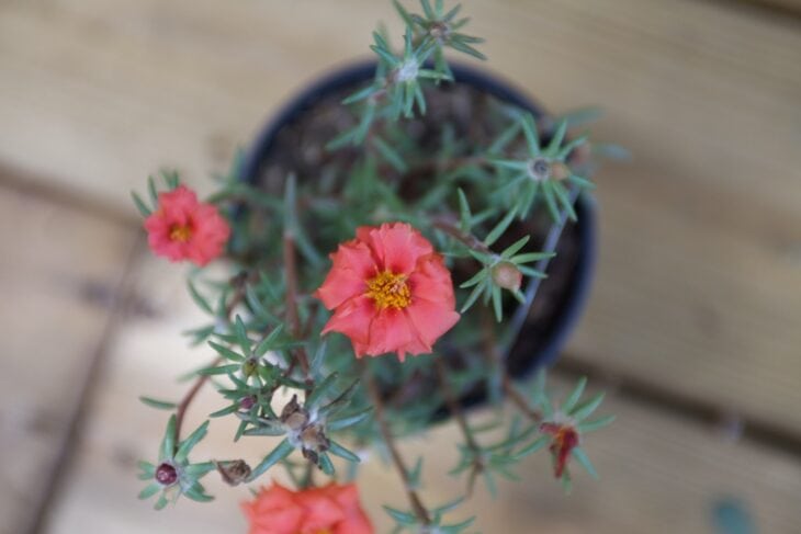 Moss Rose - Portulaca grandiflora