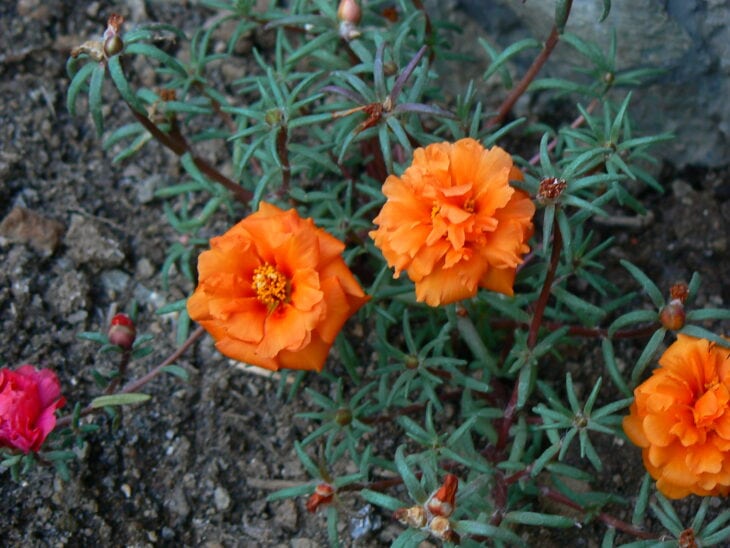 Moss Rose - Portulaca grandiflora