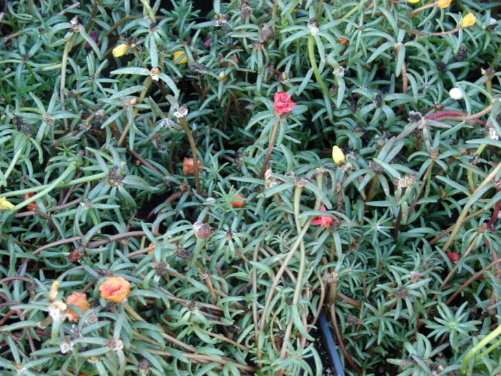 Moss Rose - Portulaca grandiflora