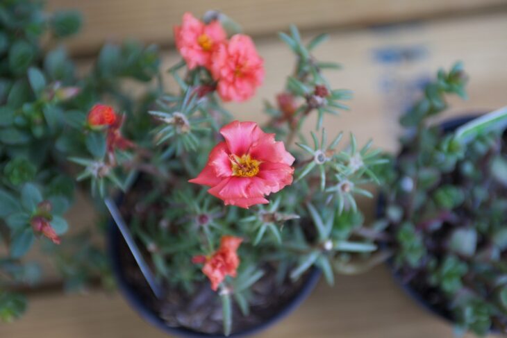 Moss Rose - Portulaca grandiflora