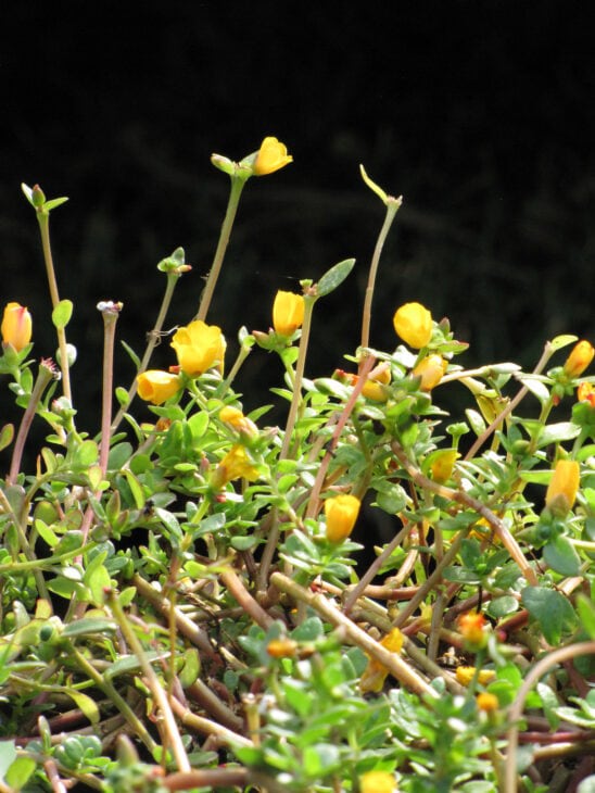 Moss Rose - Portulaca grandiflora