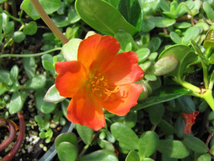 Moss Rose - Portulaca grandiflora