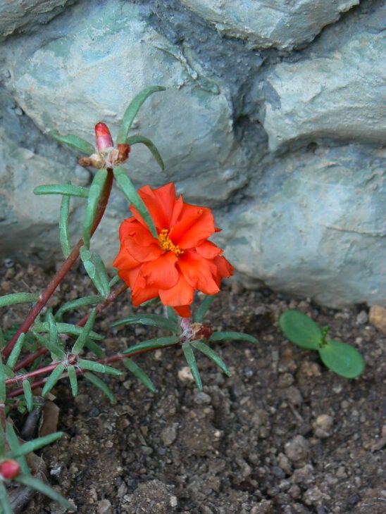 Moss Rose - Portulaca grandiflora